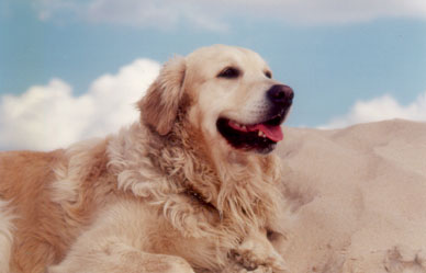 Un chien
