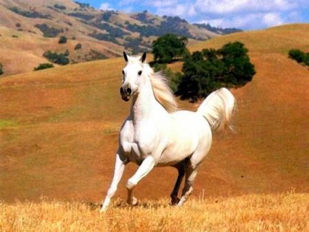 Cheval