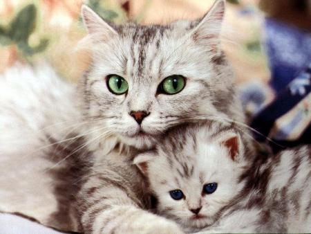 La famille