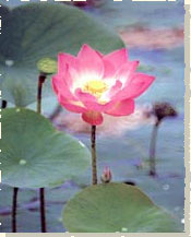Le Lotus